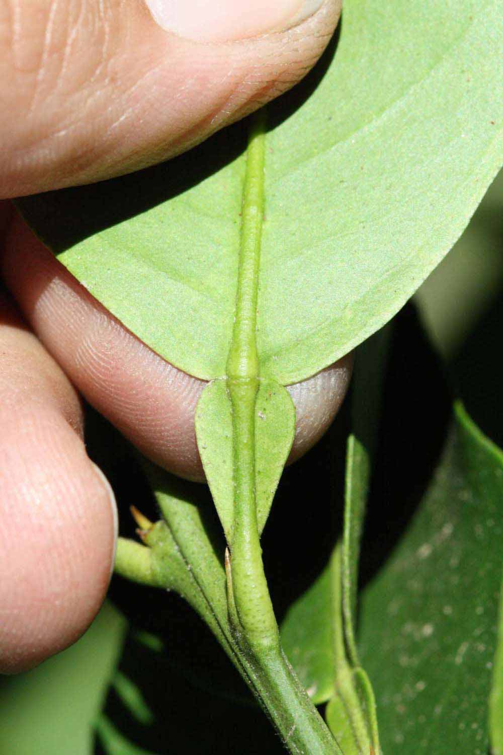              Petiole (Riverside, CA)       